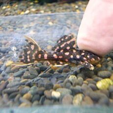 ファイヤードットトリムプレコ②　２０２６年４月２３日入荷