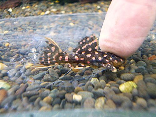 ファイヤードットトリムプレコ②　２０２６年４月２３日入荷