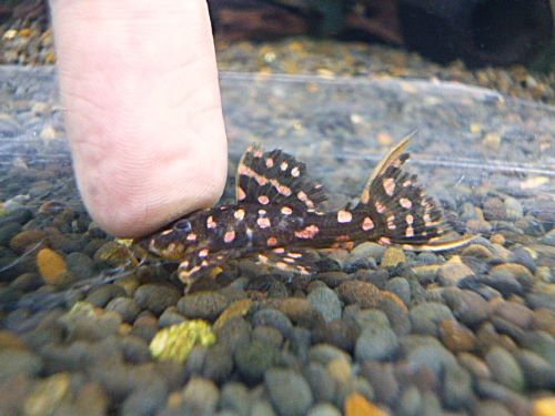 ファイヤードットトリムプレコ