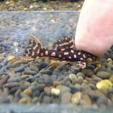 ファイヤードットトリムプレコ③　２０２６年４月２３日入荷