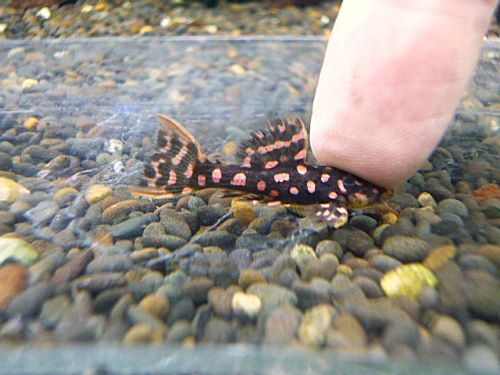 ファイヤードットトリムプレコ③　２０２６年４月２３日入荷