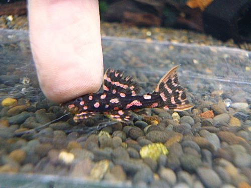 ファイヤードットトリムプレコ