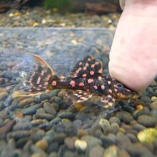 ファイヤードットトリムプレコ④　２０２６年４月２３日入荷