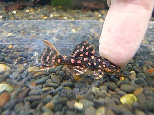 ファイヤードットトリムプレコ④　２０２６年４月２３日入荷