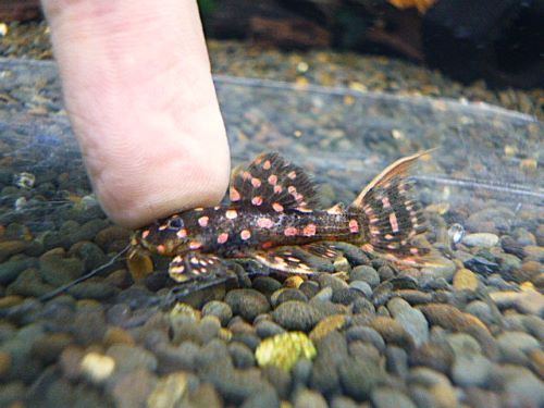 ファイヤードットトリムプレコ