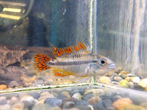 カカトオイデス