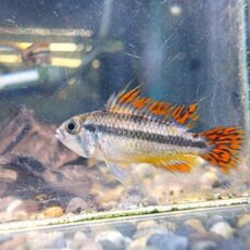 アピスト　カカトオイデス　ダブルレッド　ペア　２０２６年４月２１日入荷