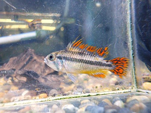 アピスト　カカトオイデス　ダブルレッド　ペア　２０２６年４月２１日入荷