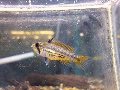 カカトオイデス