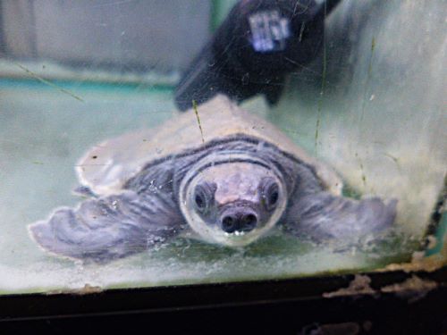 スッポンモドキ