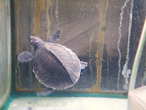 スッポンモドキ