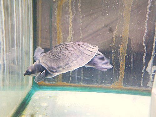 スッポンモドキ