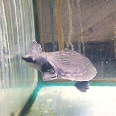 スッポンモドキ！！！　２０２６年４月２５日入荷