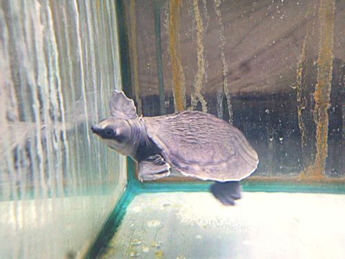 スッポンモドキ！！！　２０２６年４月２５日入荷