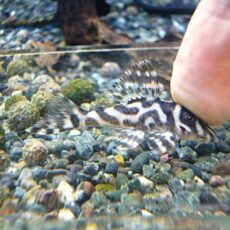 スーパーインペリアルゼブラプレコ①　２０２６年４月２３日入荷