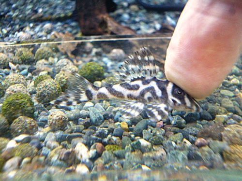 スーパーインペリアルゼブラプレコ①　２０２６年４月２３日入荷