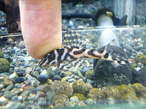 スーパーインペリアルゼブラプレコ