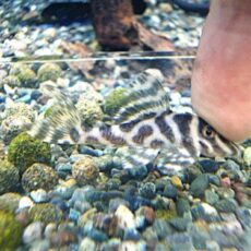 スーパーインペリアルゼブラプレコ②　２０２６年４月２３日入荷