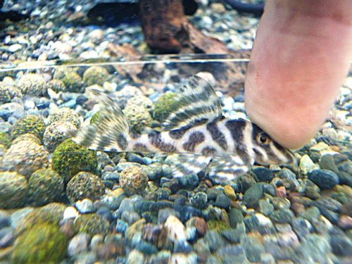 スーパーインペリアルゼブラプレコ②　２０２６年４月２３日入荷