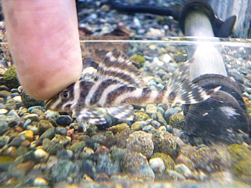 スーパーインペリアルゼブラプレコ