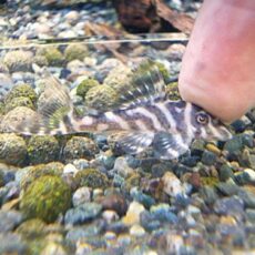 スーパーインペリアルゼブラプレコ③　２０２６年４月２３日入荷