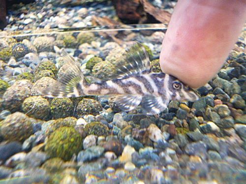 スーパーインペリアルゼブラプレコ③　２０２６年４月２３日入荷