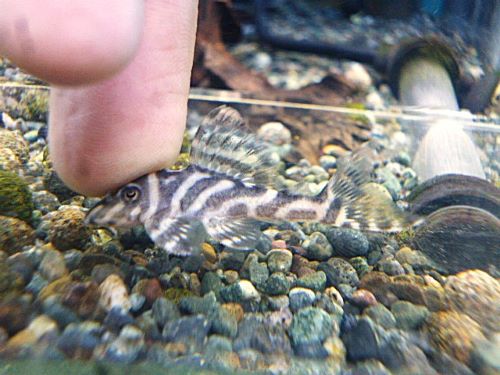 スーパーインペリアルゼブラプレコ