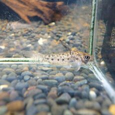 コリドラスＣＦ．ミトゥセーニョ　２０２６年４月１６日入荷