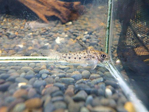 コリドラスＣＦ．ミトゥセーニョ　２０２６年４月１６日入荷