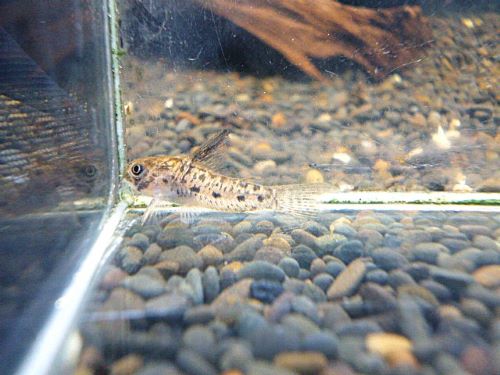 コリドラスＣＦ．ミトゥセーニョ