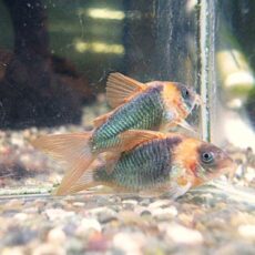 コリドラス　スーパーエクエス　２０２６年４月２５日入荷