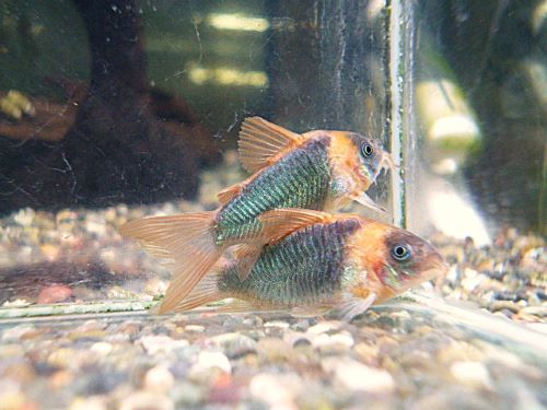 コリドラス　スーパーエクエス　２０２６年４月２５日入荷