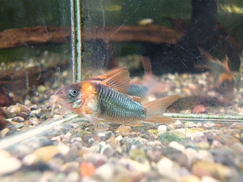 コリドラス　スーパーエクエス