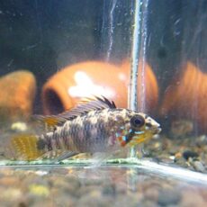 アピスト　アルトバウペスⅠ　Ｄ３９　ペア　２０２６年４月２１日入荷