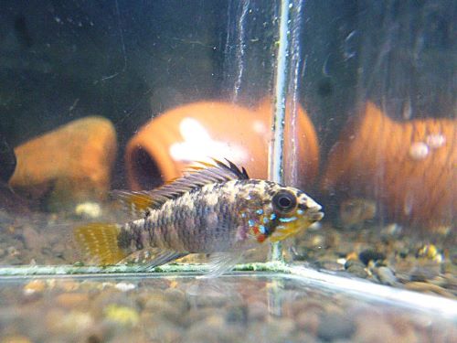 アピスト　アルトバウペスⅠ　Ｄ３９　ペア　２０２６年４月２１日入荷