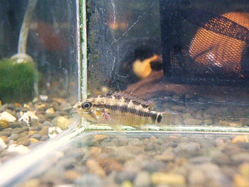 アルトバウペス