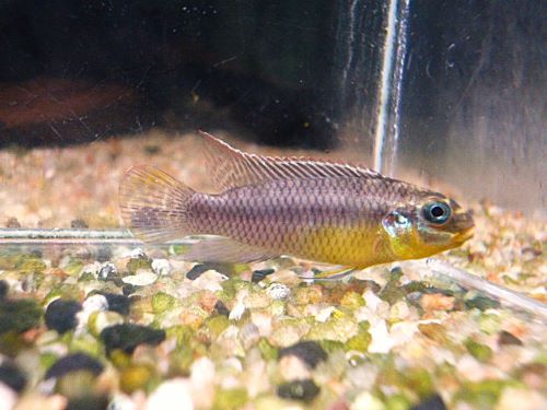 ペルヴィカタエニアータス・ローベ