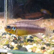 ペルヴィカタエニアータス　ローベ　ペア①　２０２６年４月２１日入荷