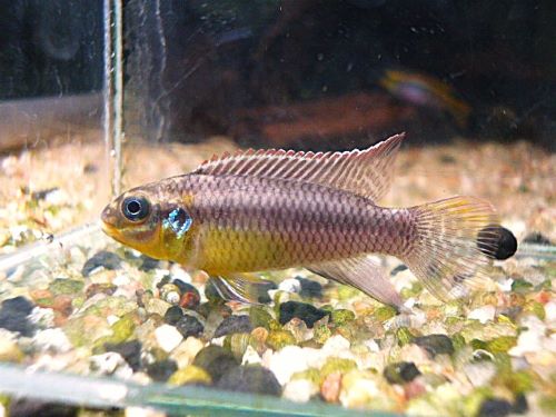 ペルヴィカタエニアータス　ローベ　ペア①　２０２６年４月２１日入荷