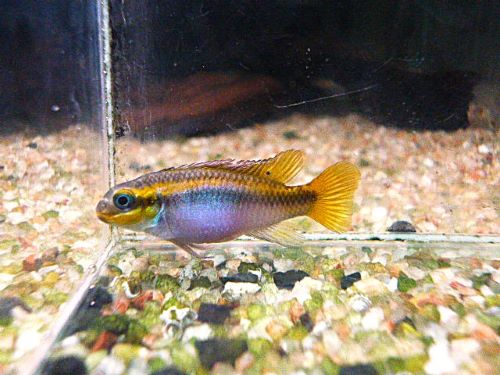 ペルヴィカタエニアータス・ローベ