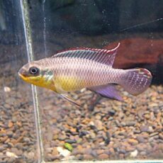 ペルヴィカタエニアータス　ローベ　ペア②　２０２６年４月２１日入荷