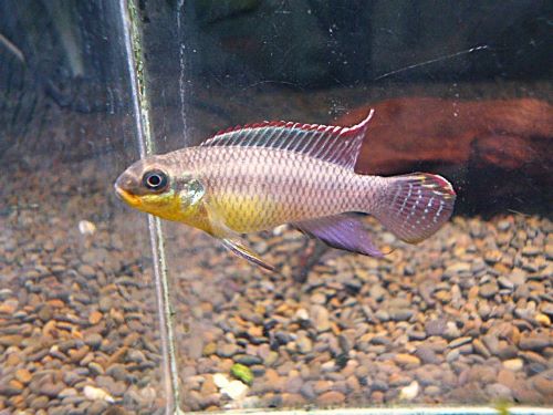 ペルヴィカタエニアータス　ローベ　ペア②　２０２６年４月２１日入荷