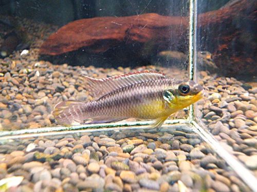 ペルヴィカタエニアータス・ローベ