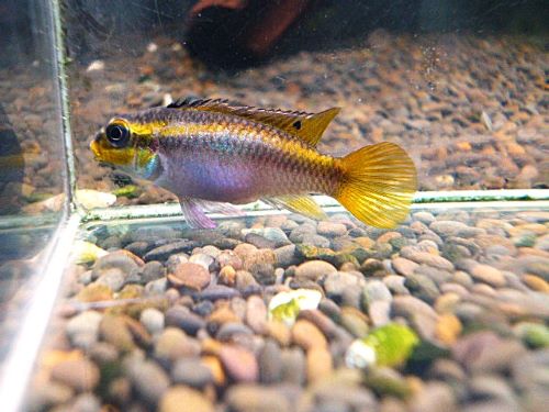 ペルヴィカタエニアータス・ローベ