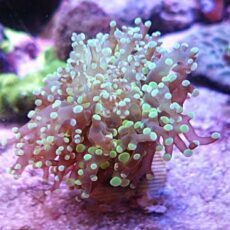 タコアシサンゴ　メタグリーン　２０２６年４月２７日撮影