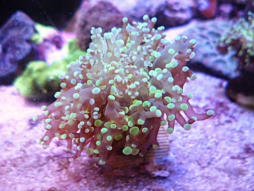 タコアシサンゴ　メタグリーン　２０２６年４月２７日撮影