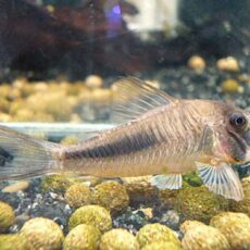 コリドラス　アマパエンシス　２０２６年３月２３日入荷