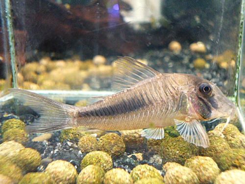 コリドラス　アマパエンシス　２０２６年３月２３日入荷