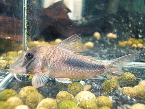 コリドラス　アマパエンシス