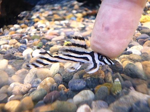 インペリアルゼブラプレコ